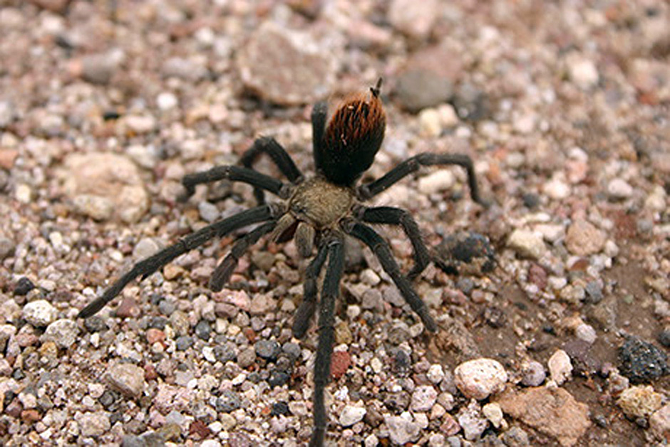 Celebrate spiders at the 14th annual Tarantula Festival
