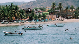 Pelicans of Mexico