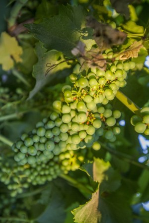 Toiling in the vineyards