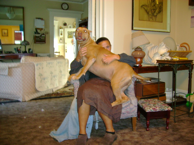 My 98 lb American Pit Bull Puppy
