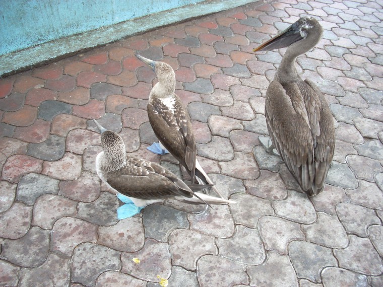 Blue Footed Boobies