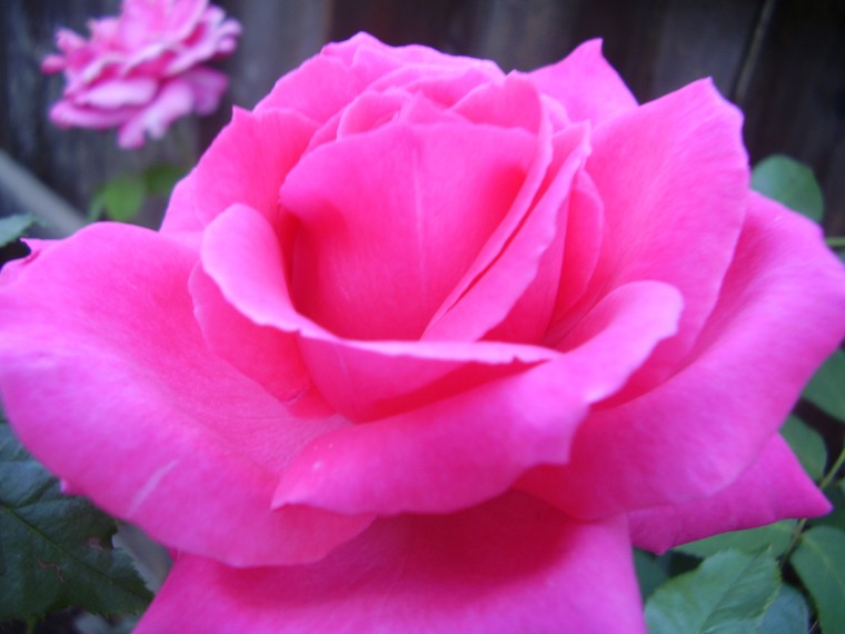 rose