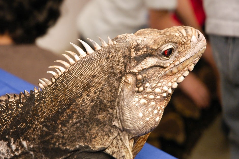 Slithering around with reptiles at World of Wonders Science Museum