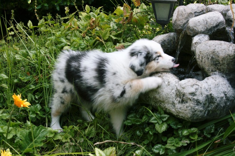 A dog and the fountain