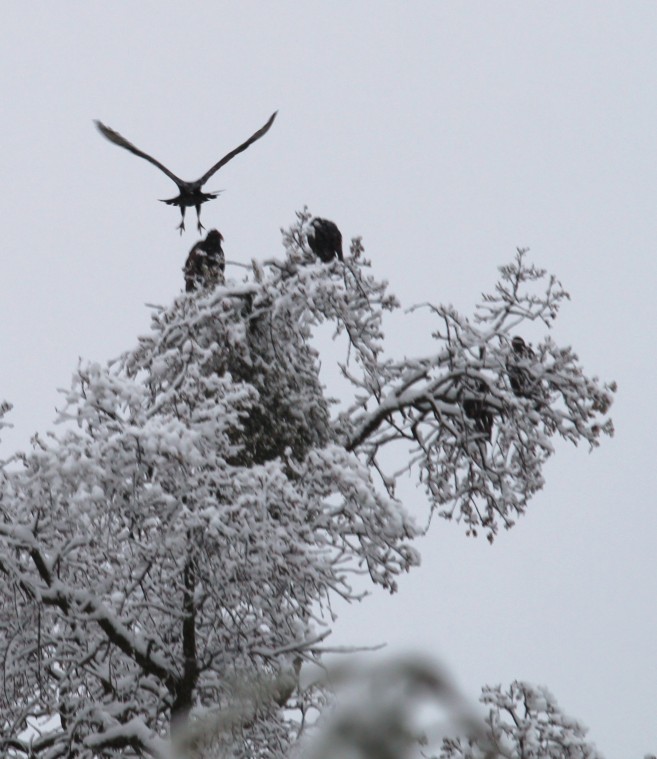 Buzzard tree
