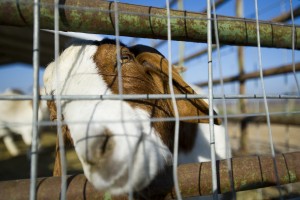 Mick Founts has drive to help kids — human and goat