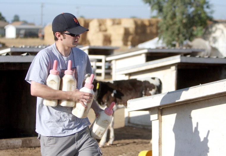 A day at working the dairy: I should have worn long pants