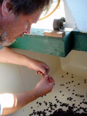 Intense berry sorting at Kidder
