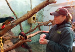 News-Sentinel reporters play zookeepers for a day 