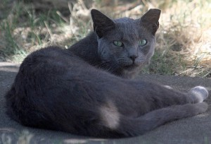 Trap and release program saves money, cats’ lives