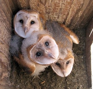 Barn owls