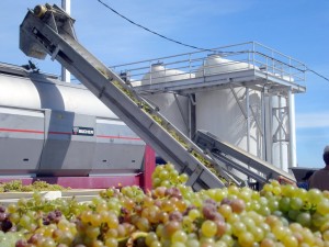 Loading Borra Chardonnay into Van Ruiten's Press
