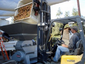 Crushing 2010 Gewürztraminer