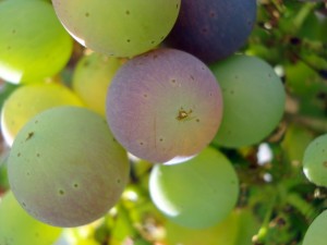 Veraison