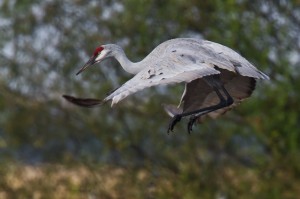 An arched back allows a graceful landing