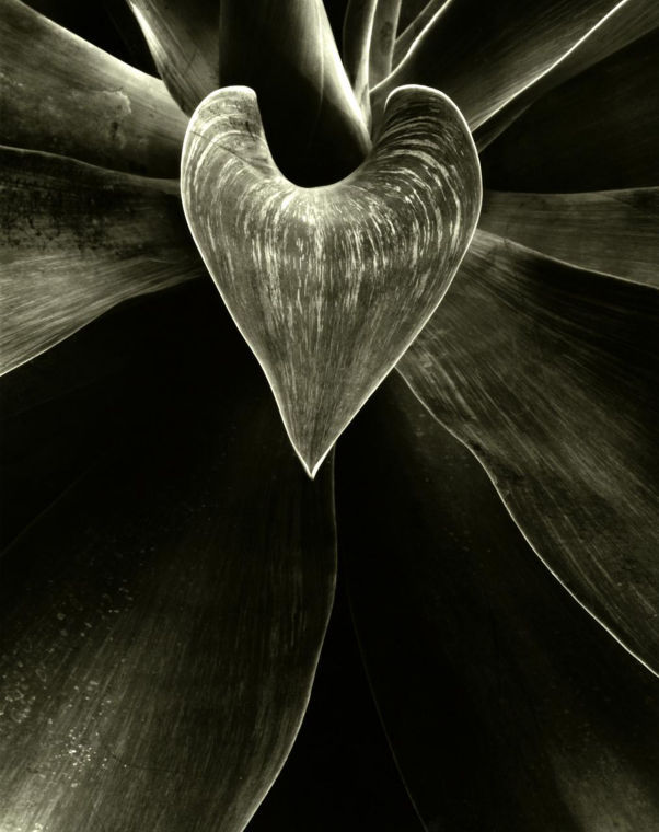 Lodi Community Art Center now featuring its first-ever local photography show