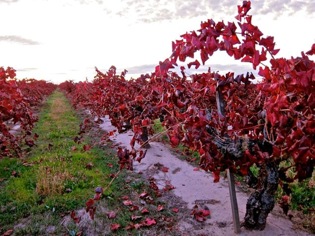 Alicante Bouschet, a thick-skinned grape, on the chopping block for some Lodi vintners