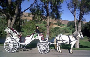 Jazz the horse and Lodi’s All Seasons Carriage Company land movie role