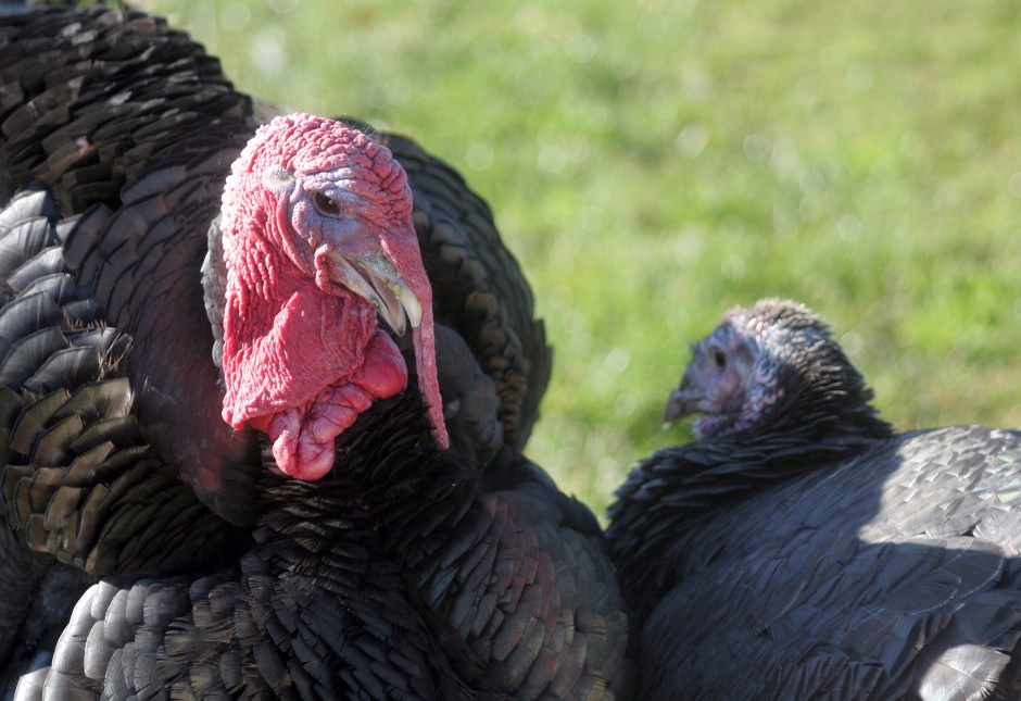 Thanksgiving on the farm