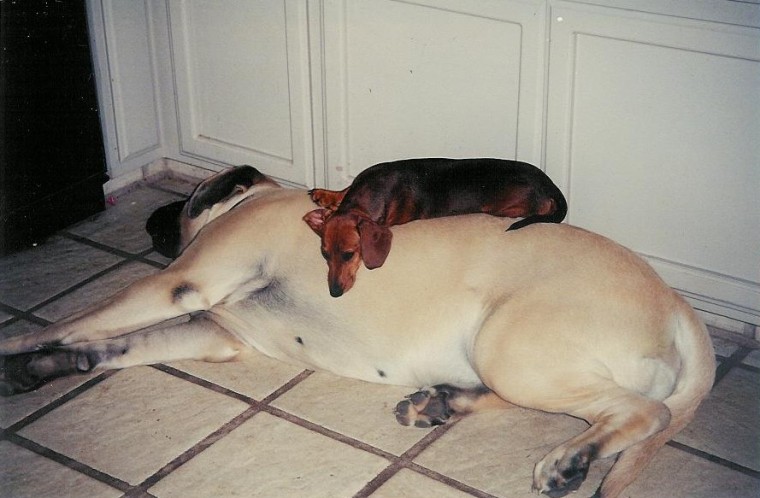 save a bed, sleep on a mastiff
