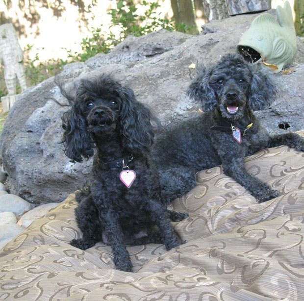Tail-waggers