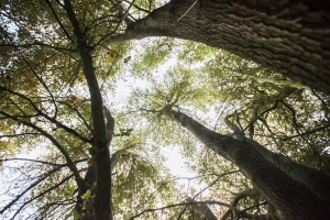 Stalking the elusive stag of Lodi Lake