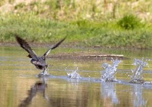 North San Joaquin has spent nearly 60 years of working with water issues 