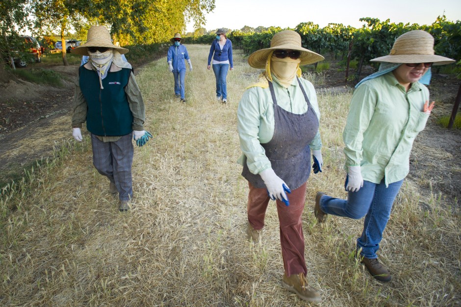 Toiling in the vineyards