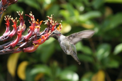 Hummingbird