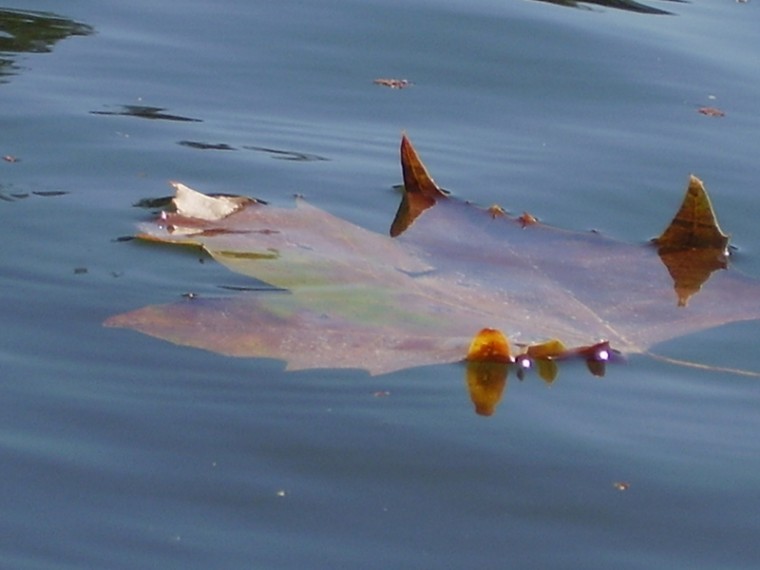 Lodi Lake