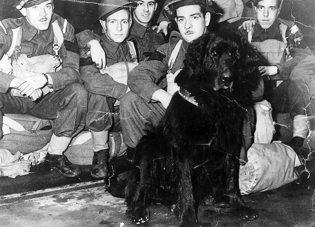 Lodi’s Joyce Harmon remembers Canadian canine hero