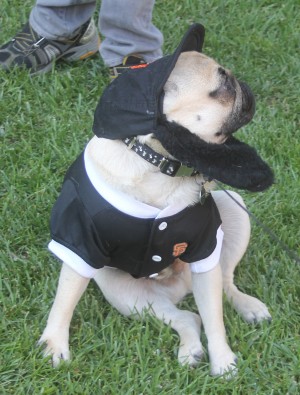 Trick or dog treats: Local pugs dress up in costume 