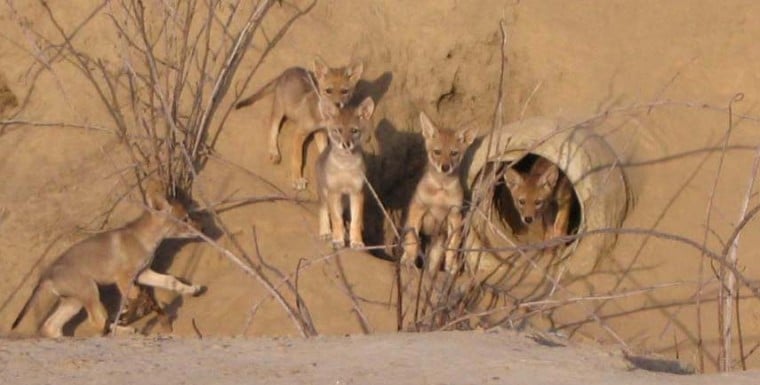 5 Coyote Pups in Lodi
