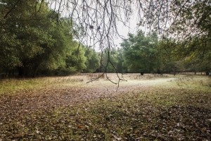 Stalking the elusive stag of Lodi Lake