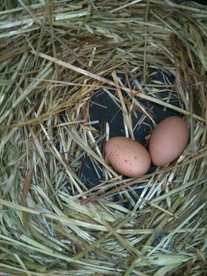 Just call me a farm girl 