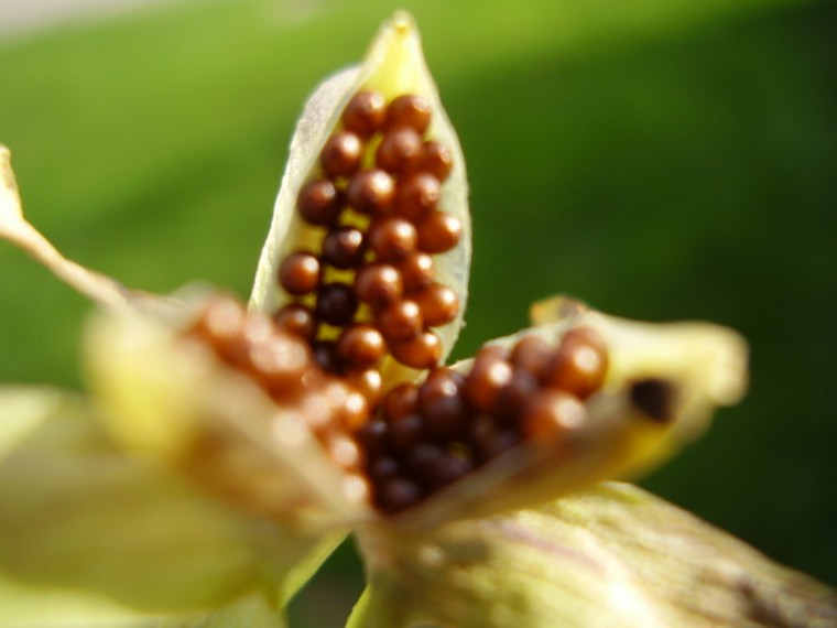 seeds