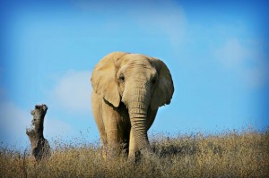 Bob Barker paying up to $1 million to send trio of elephants to PAWS in San Andreas