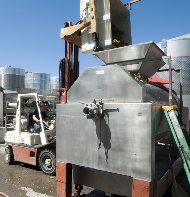 Stomping fresh grapes into Chardonnay