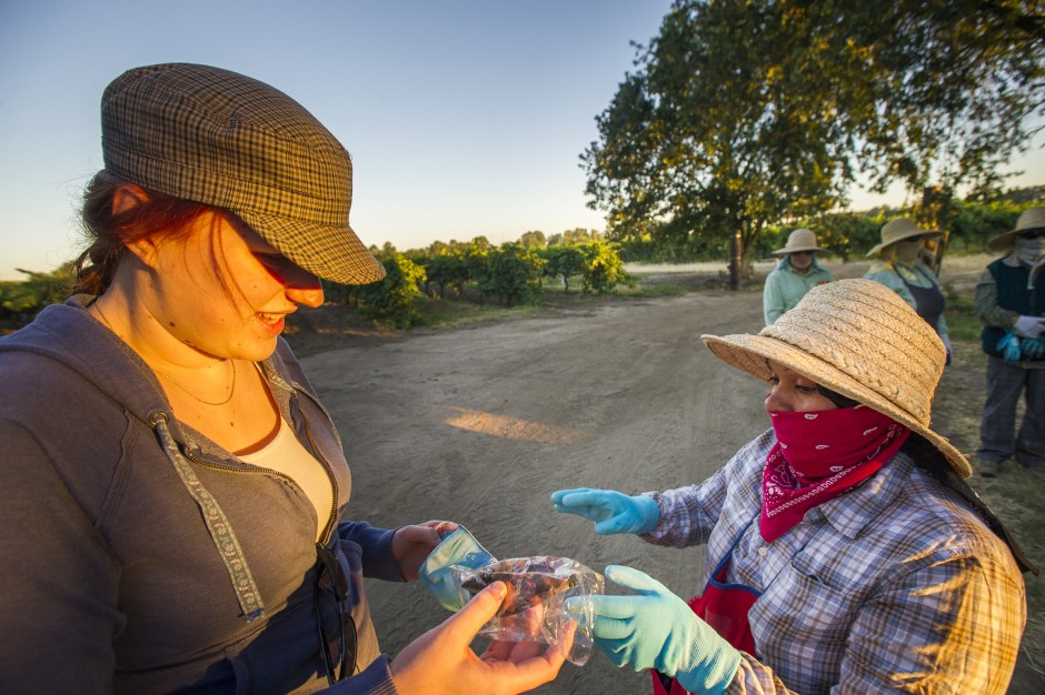 Toiling in the vineyards