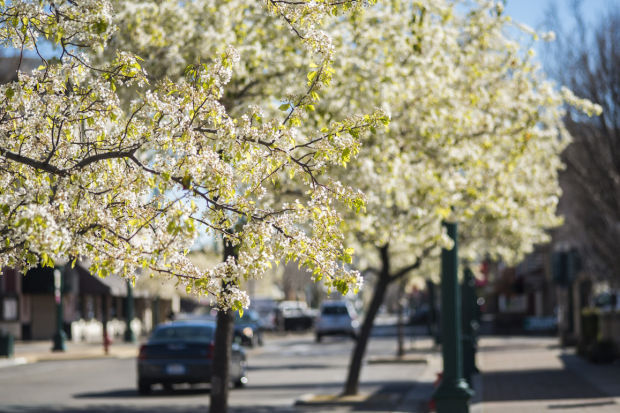 Looking like spring in Lodi