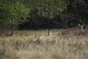 Stalking the elusive stag of Lodi Lake