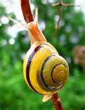 Snail