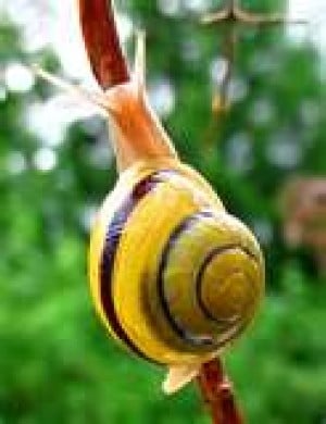 Snail