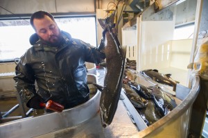 Ensuring the survival of Chinook salmon