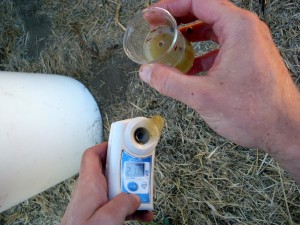 Testing Sugars in Gewürztraminer