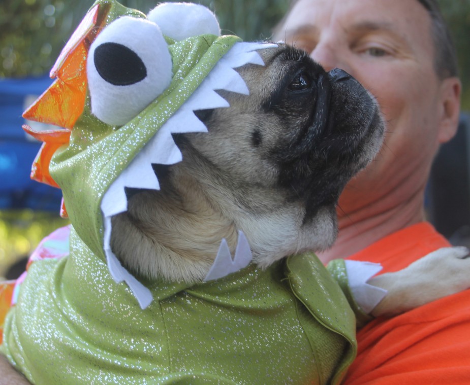 Trick or dog treats: Local pugs dress up in costume 