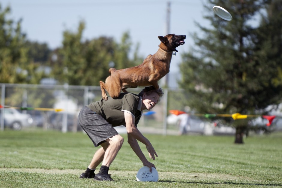 Jumping for joy: California dogs go for a state title in disc competition