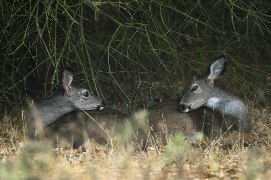 Stalking the elusive stag of Lodi Lake