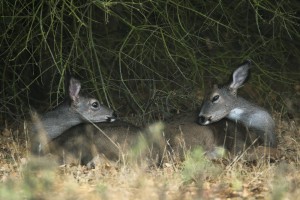 Stalking the elusive stag of Lodi Lake