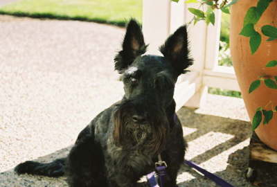 sir brodie
